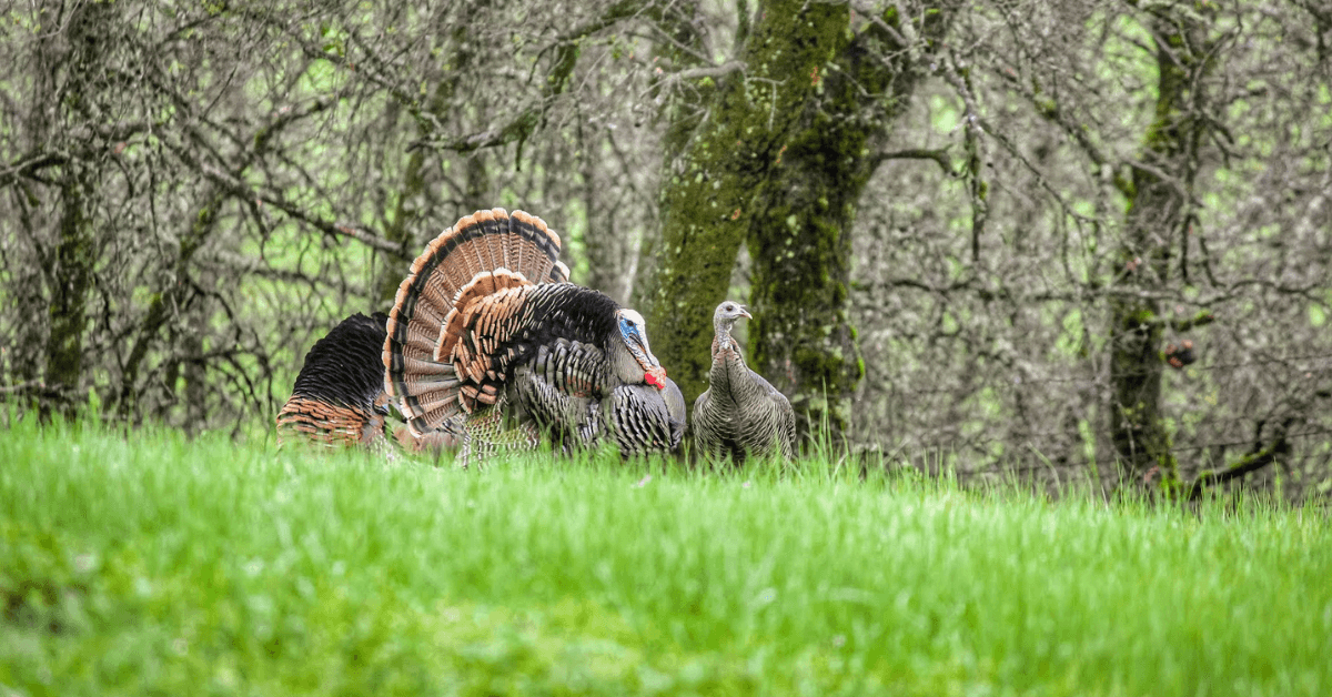 Featured Image for 4 Easy Steps to Score Your Wild Turkey